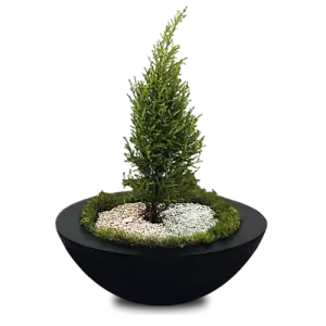 Wok Bonsai